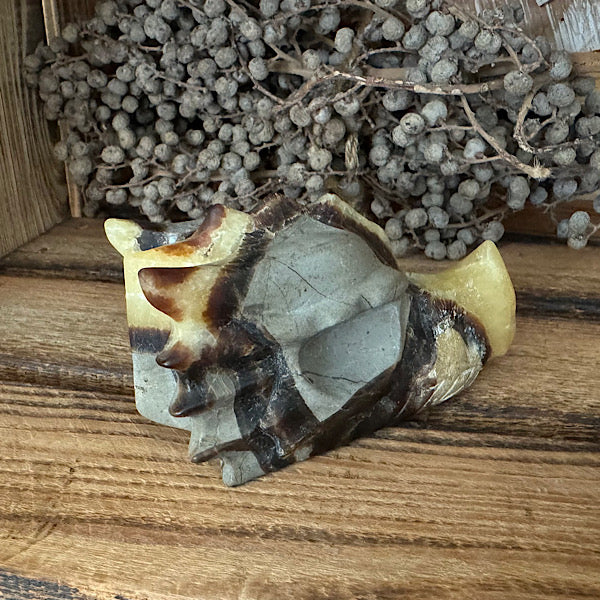 septarie draken schedel dragon skull 2 edelstenen mineralen winkel septaria drakensteen