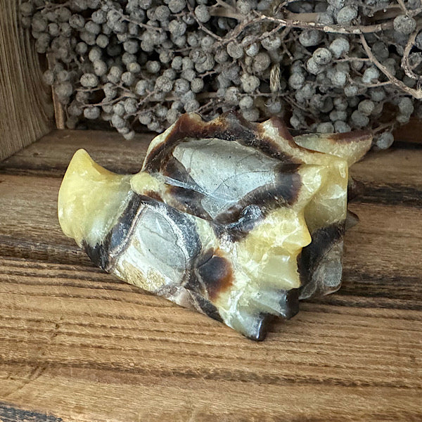 septarie draken schedel dragon skull 2 edelstenen mineralen winkel septaria drakensteen