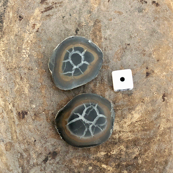 septarie paartje gepolijst septaria drakensteen