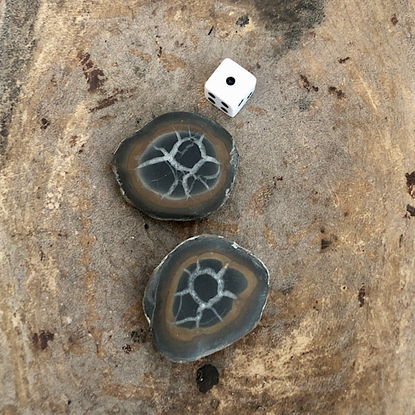 septarie paartje gepolijst septaria drakensteen