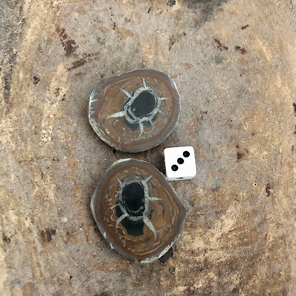 septarie paartje gepolijst nr3 septaria drakensteen