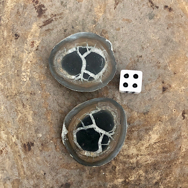 septarie paartje gepolijst nr4 septaria drakensteen