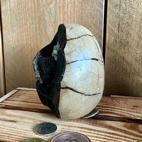 septarie septaria draken ei calciet kristalletjes