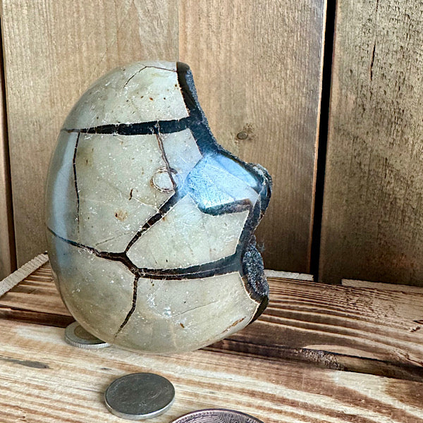 septarie septaria draken ei calciet kristalletjes