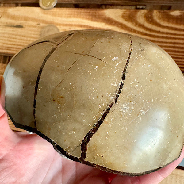 septarie septaria draken ei calciet kristalletjes