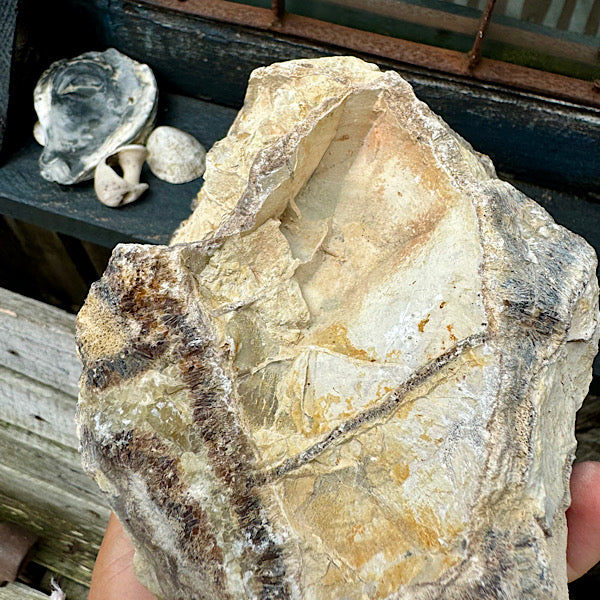 septarie septaria groot ruw brok nr6 edelstenenmineralenwinkel