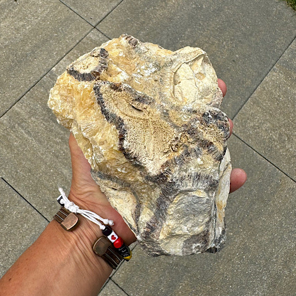 septarie septaria groot ruw brok nr6 edelstenenmineralenwinkel