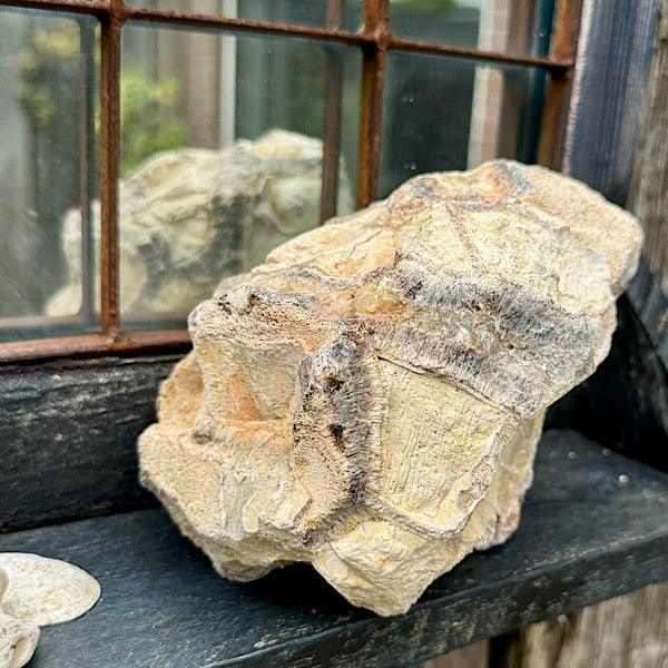 septarie septaria groot ruw brok nr6 edelstenenmineralenwinkel