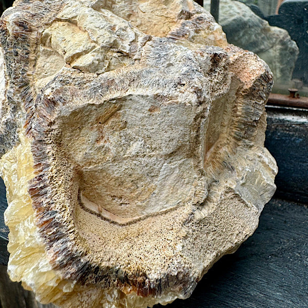 septarie septaria groot ruw brok nr6 edelstenenmineralenwinkel