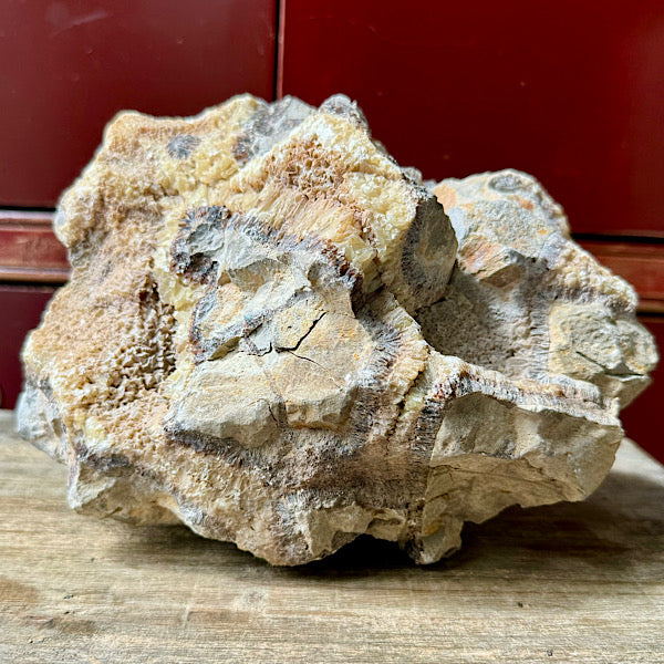 septarie septaria groot ruw brok nr8 edelstenenmineralenwinkel