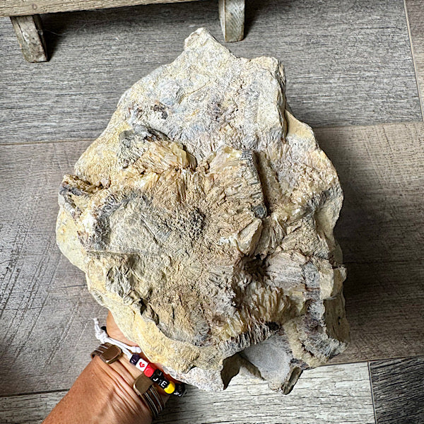 septarie septaria groot ruw brok nr8 edelstenenmineralenwinkel