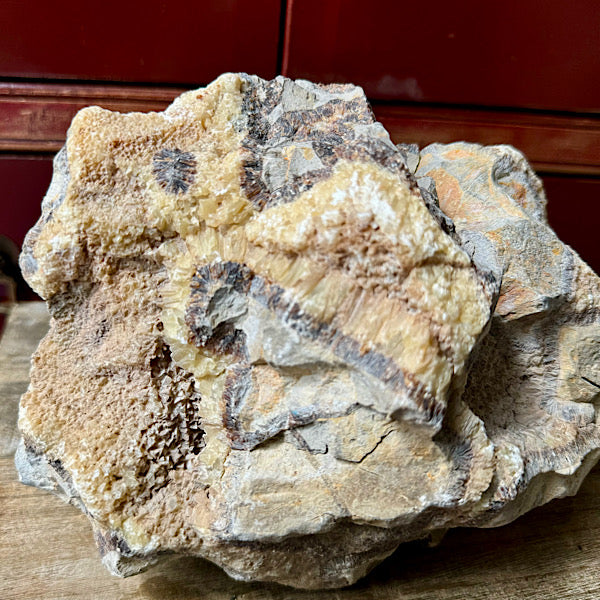 septarie septaria groot ruw brok nr8 edelstenenmineralenwinkel