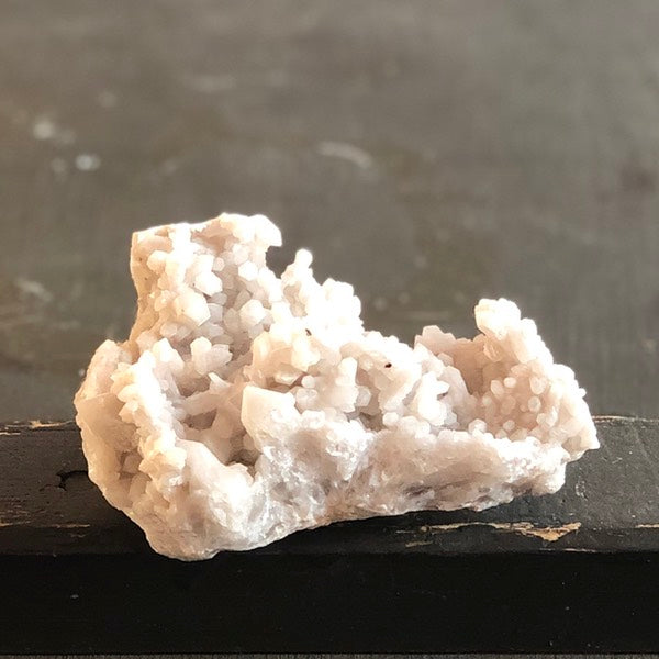 sneeuwkwarts de schatkamer ruw