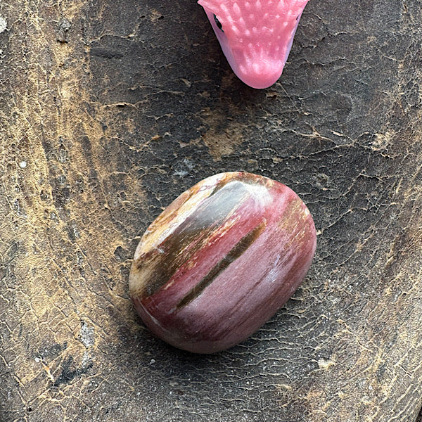 versteend hout A hand zak steen gepolijst