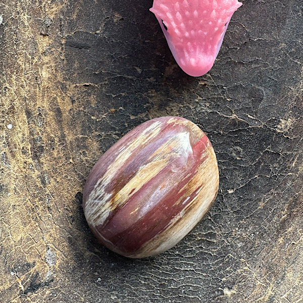 versteend hout A hand zak steen gepolijst