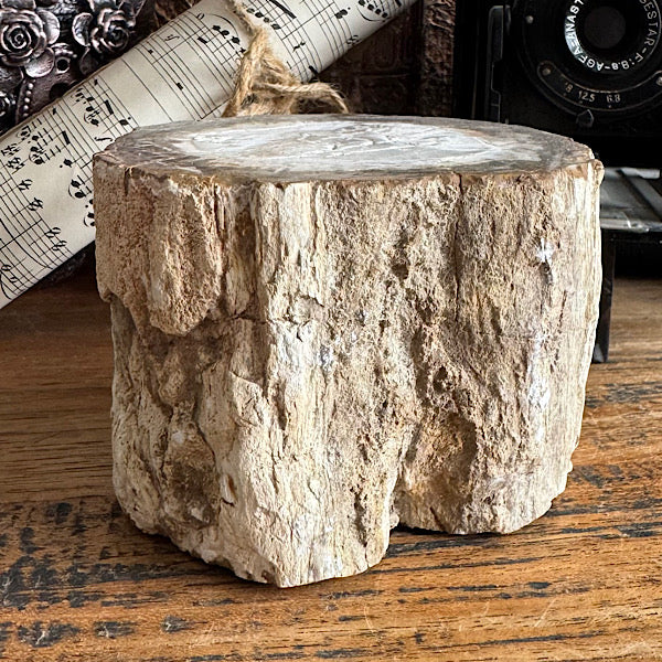 versteend hout boom stam gepolijst fossiel indonesië edelstenenmineralenwinkel.nl