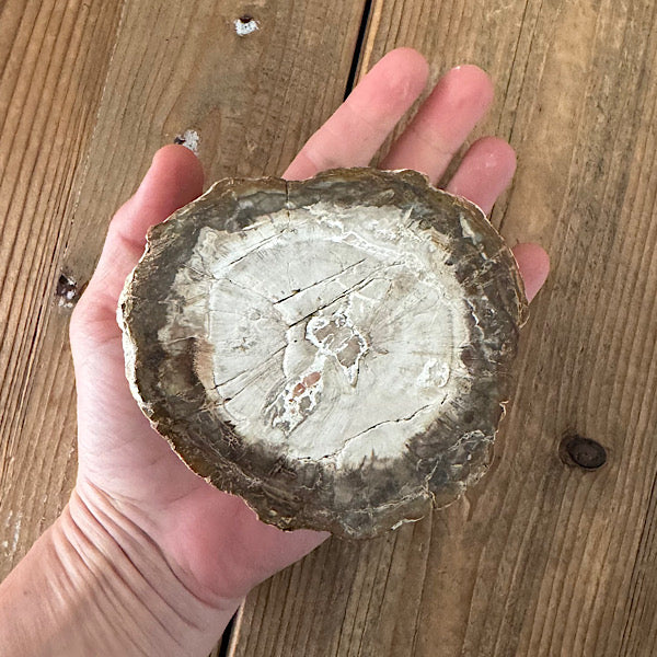 versteend hout boom stam gepolijst indonesië fossiel