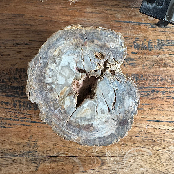 versteend hout boom stam gepolijst indonesië fossiel