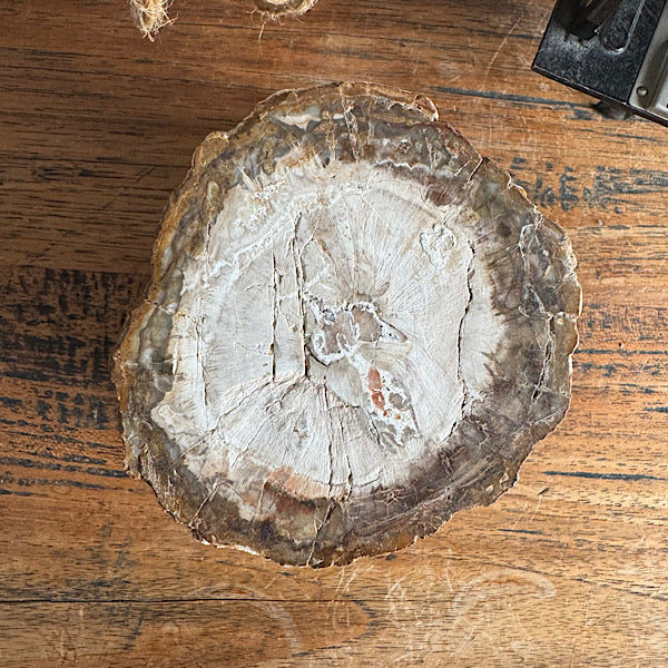 versteend hout boom stam gepolijst indonesië fossiel