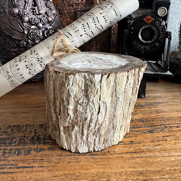 versteend hout boom stam gepolijst indonesië fossiel