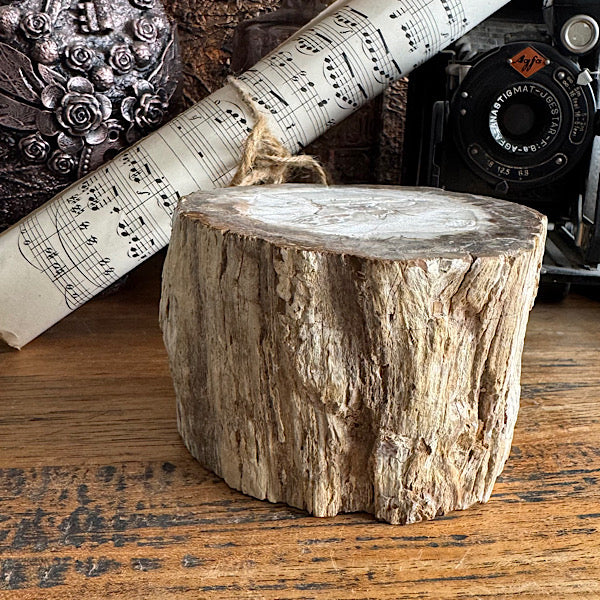 versteend hout boom stam gepolijst indonesië fossiel