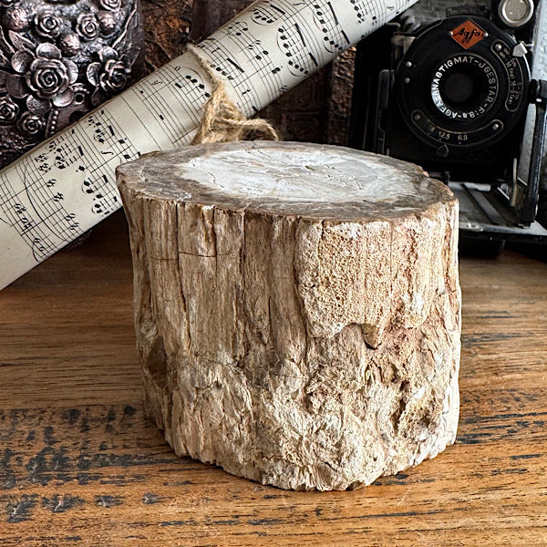 versteend hout boom stam gepolijst indonesië fossiel