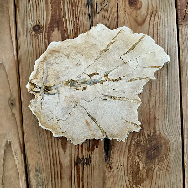 versteend hout eikenblad plak indonesië gepolijst edelstenen mineralen winkel kristallen