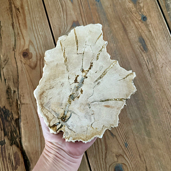 versteend hout eikenblad plak indonesië gepolijst edelstenen mineralen winkel kristallen