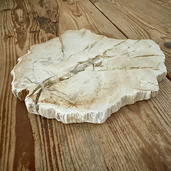 versteend hout eikenblad plak indonesië gepolijst edelstenen mineralen winkel kristallen