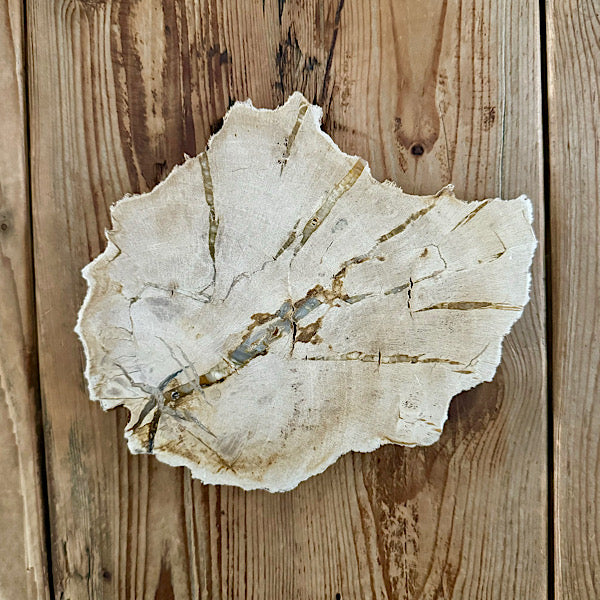 versteend hout eikenblad plak indonesië gepolijst edelstenen mineralen winkel kristallen