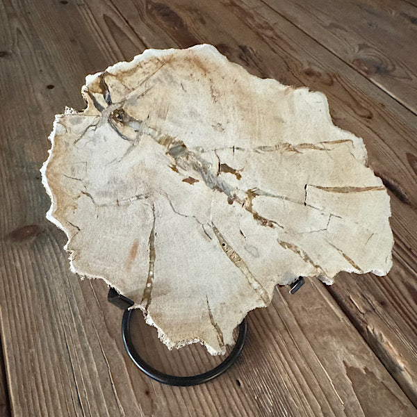 versteend hout indonesië fossiel